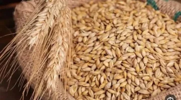 سعر طن الأرز الشعير اليوم الثلاثاء 9 ديسمبر 2025 وتأثيره على مستهلكي الأسواق المحلية